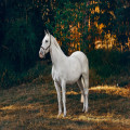 Waarom zeggen we 'het beste paard van stal' en wat betekent het?