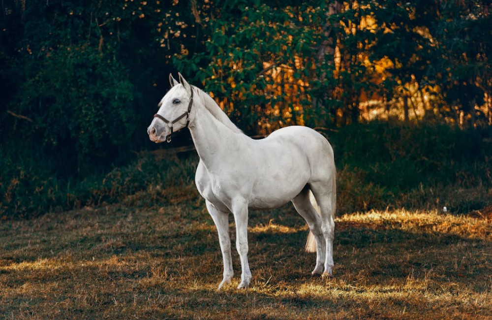Waarom zeggen we 'het beste paard van stal' en wat betekent het?