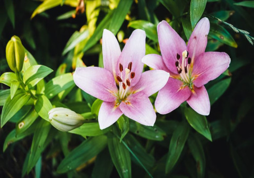 Zo maak je van je tuin een mini turnplek met een duikelrek