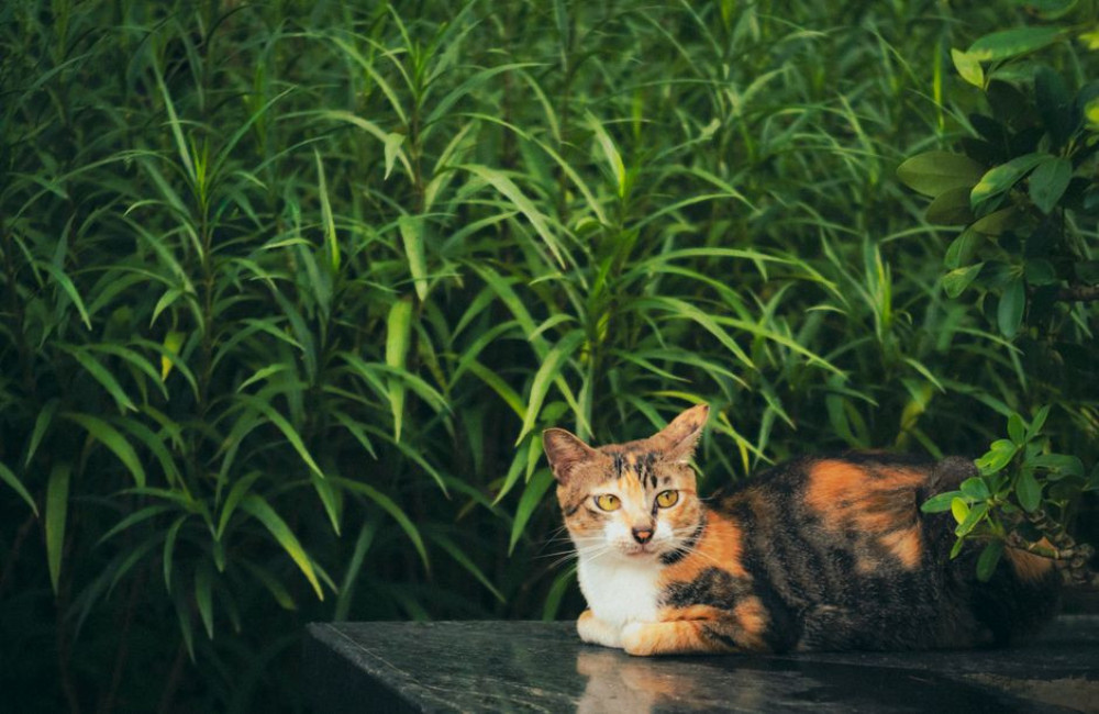 Salvia giftig voor katten: schoolgids