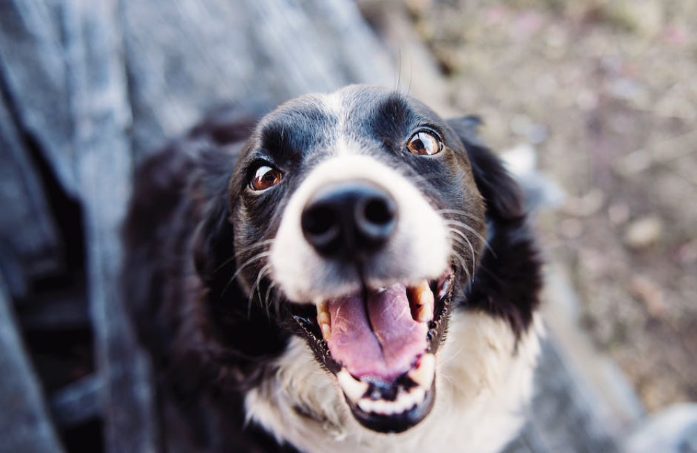 Wat betekent het spreekwoord ‘de hond in de pot vinden’?