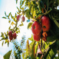 Wat betekent het spreekwoord de appel valt niet ver van de boom?