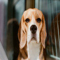 Nederlandse naam beagle: het antwoord op deze quiz- en puzzelvraag uitgelegd